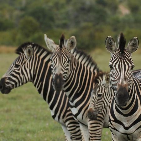 Idube Game Reserve Sabi Sand Game Reserve Dış mekan fotoğraf