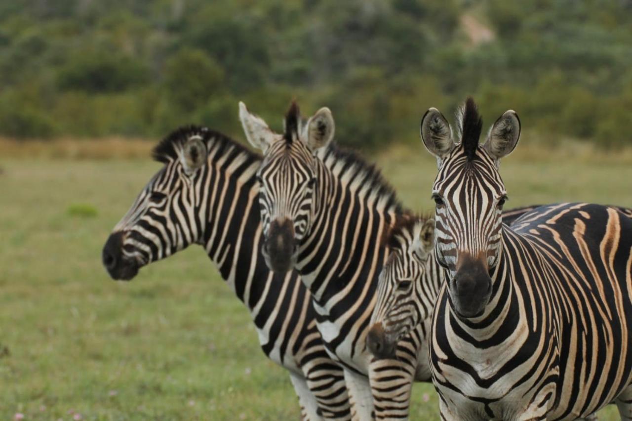 Idube Game Reserve Sabi Sand Game Reserve Dış mekan fotoğraf